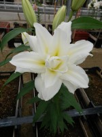 [4256 Carolina No02.JPG]